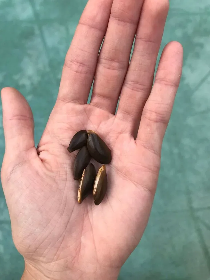 Sapodilla (Chikoo) Seeds